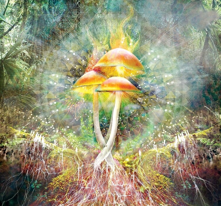 The Truth About Fruits & Fungal Overgrowth