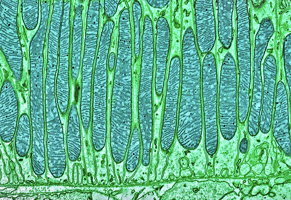 Your Body Is Amazing Part 3- Mitochondria