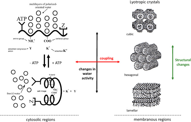 Your Body is Amazing Part 7: Quantum Biology and How Cells Really Communicate
