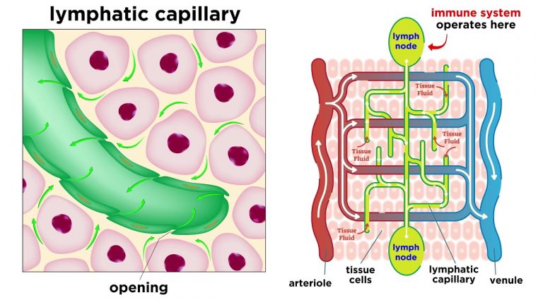 Love Your Lymphatic System